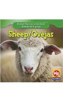 Sheep / Las Ovejas