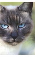 Blue Point Siamese Cat Journal