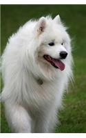 Gorgeous Fluffy White Samoyed Dog Pet Journal