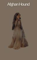 Afghan Hound