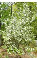 2019 Daily Planner Springtime Two Flowering Trees In Bloom 384 Pages