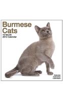 Cats Burmese