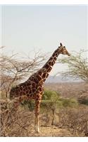 Giraffe Nibbling on a Tree Journal: 150 Page Lined Notebook/Diary