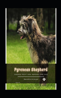 Pyrenean Shepherd