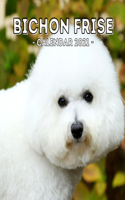 Bichon Frise