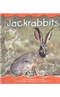 Jackrabbits