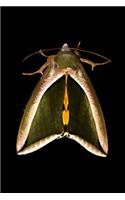 Fruit Piercer Moth Insect Journal