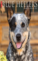 Just Blue Heelers 2021 Wall Calendar (Dog Breed Calendar)