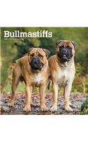 Bullmastiffs 2020 Square
