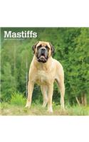 Mastiffs 2021 Square