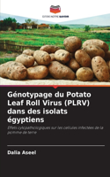 Génotypage du Potato Leaf Roll Virus (PLRV) dans des isolats égyptiens
