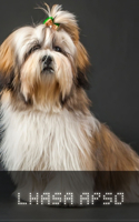 Lhasa Apso