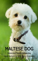 Maltese Dog