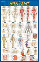 Anatomy Poster (24 X 36) - Laminated