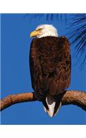 Bald Eagle Blank Sketchbook