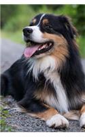 Australian Shepherd Resting on the Path Journal: Take Notes, Write Down Memories in this 150 Page Lined Journal