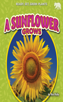 Sunflower Grows