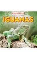 Iguanas