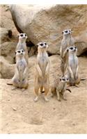 A Gathering of Meerkats Journal: 150 page lined notebook/diary