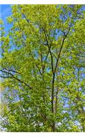 Journal Springtime Tree Buds Blue Sky: (Notebook, Diary, Blank Book)(Nature Photo Journals Notebooks Diaries)