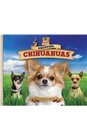 Chipper Chihuahuas