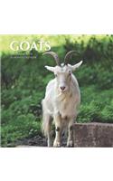 Goats Calendar 2019