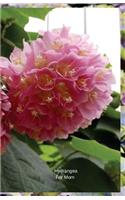 Hydrangea For Mom