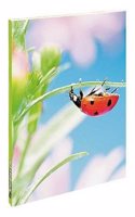 Ladybird