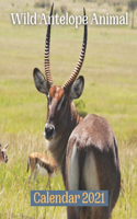 Wild Antelope Animal Calendar 2021