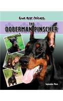 Doberman