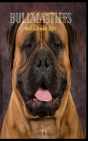 Bullmastiffs Wall Calendar 2021
