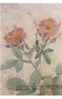 Rosa Alpina Laevis: Floral Notebook with Flower Illustrations on Every Page