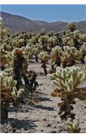 A Gorgeous View of Multiple Joshua Trees in the Desert Journal