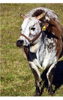 Zebu Cow in a Field Journal: Take Notes, Write Down Memories in this 150 Page Lined Journal