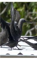 Shearwater Birds on a Roof Journal