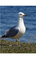 Seagull Notebook Large Size 8.5 X 11 Ruled 150 Pages Softcover for Home School