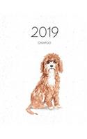 2019 Cavapoo