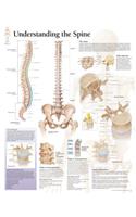 Understanding the Spine Laminated Poster: Laminated Wall Chart