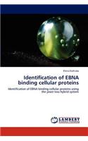 Identification of Ebna Binding Cellular Proteins