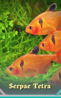 Serpae Tetra: Water Quality, Feeding, and Tank Mates