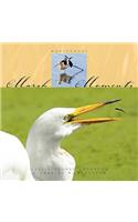Marsh Moments
