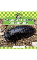 Madagascar Hissing Cockroaches