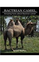 Amazing Facts about Bactrian Camel