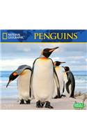 Cal 2019 National Geographic Penguins