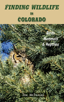 Finding Wildlife In Colorado