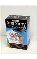 Anatomy Color-In Flash Cards