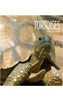 Tortoises