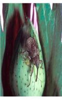 Insect Journal Cotton Boll Weevil Entomology: (Notebook, Diary, Blank Book)