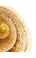 Snail Shell Notebook