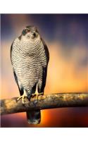 Falcon Notebook: 8.5 X 11 202 College Ruled Pages
